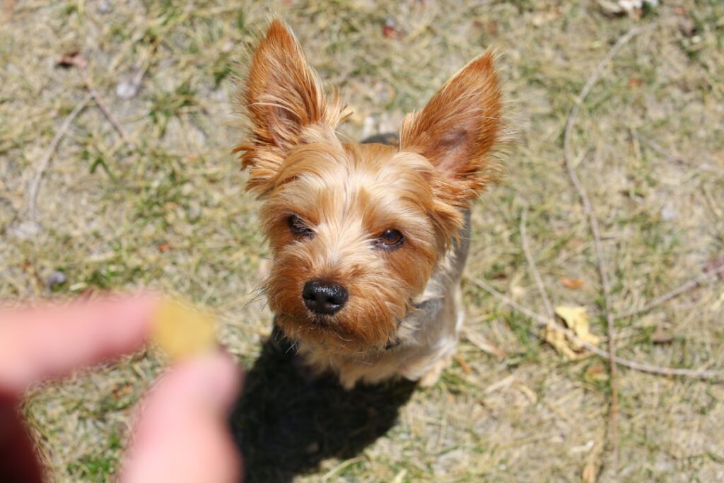 a-small-dog-looking-at-the-camera-a5xof6q6sce