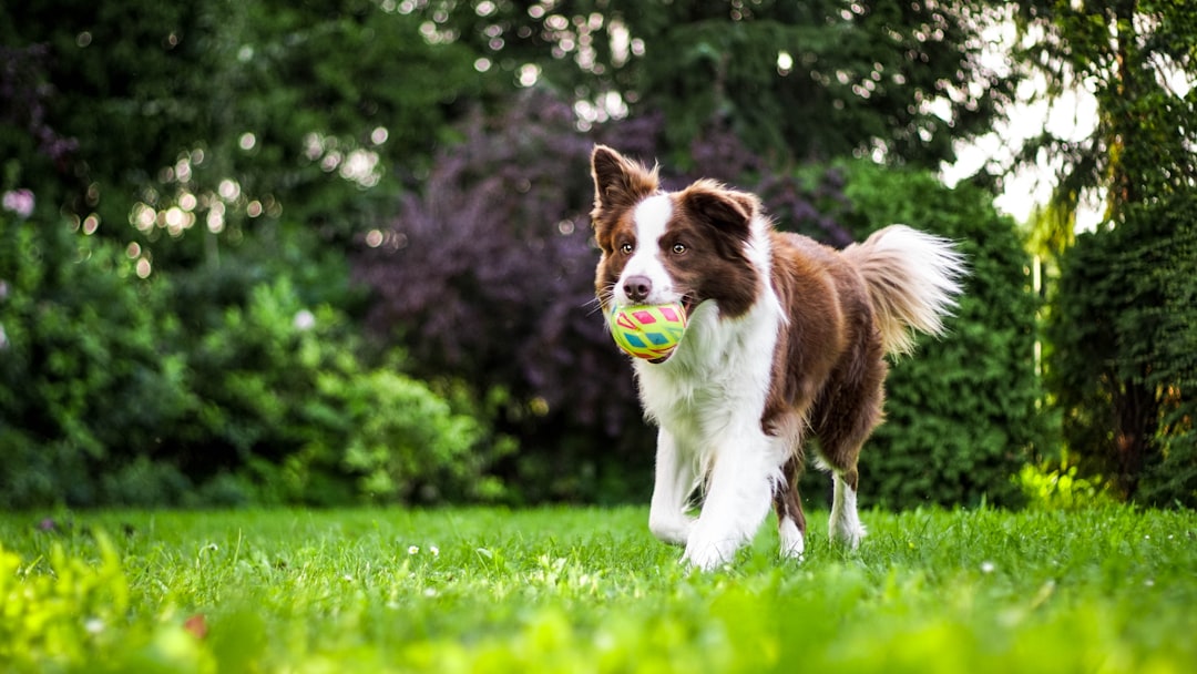 brown-and-white-dog-on-grass-urs-y9nwfcc