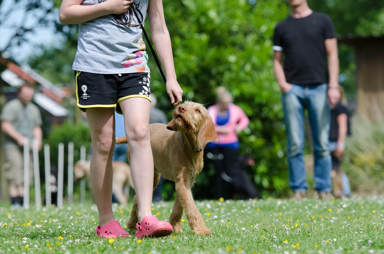 dog school, dog training, pointing dog, hungarian pointing dog, dog training, dog training, dog training, dog training, dog training