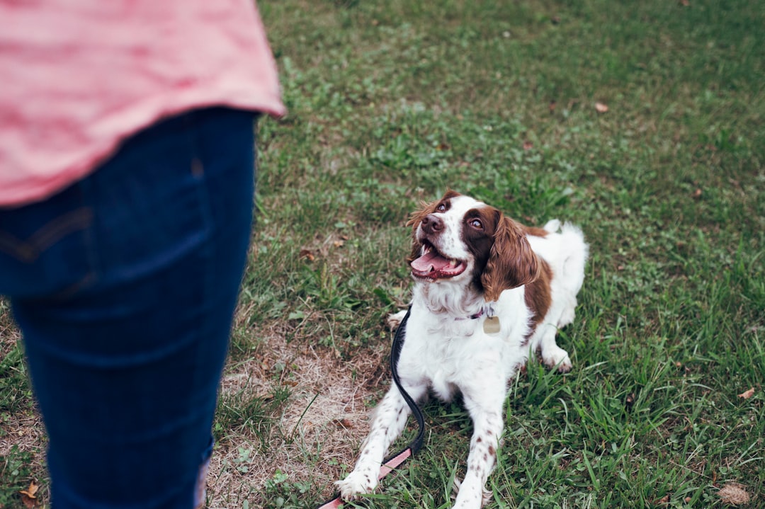 white-and-brown-short-coat-medium-dog-on-green-grass-field-during-daytime-riygkwus3po